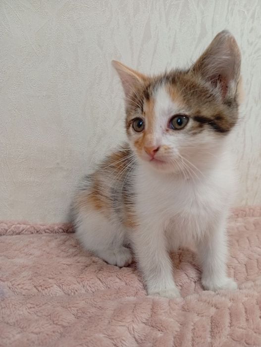 Котики в добрі руки