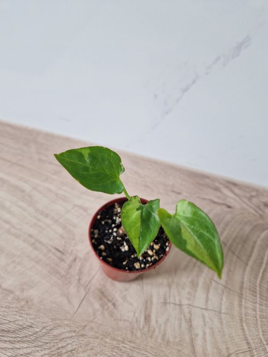 Syngonium eclipse