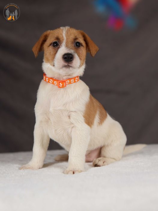 Jack Russell Terrier ZKwP FCI piękny piesek