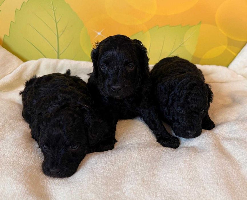 Cockapoo F1b puchate słodziaki