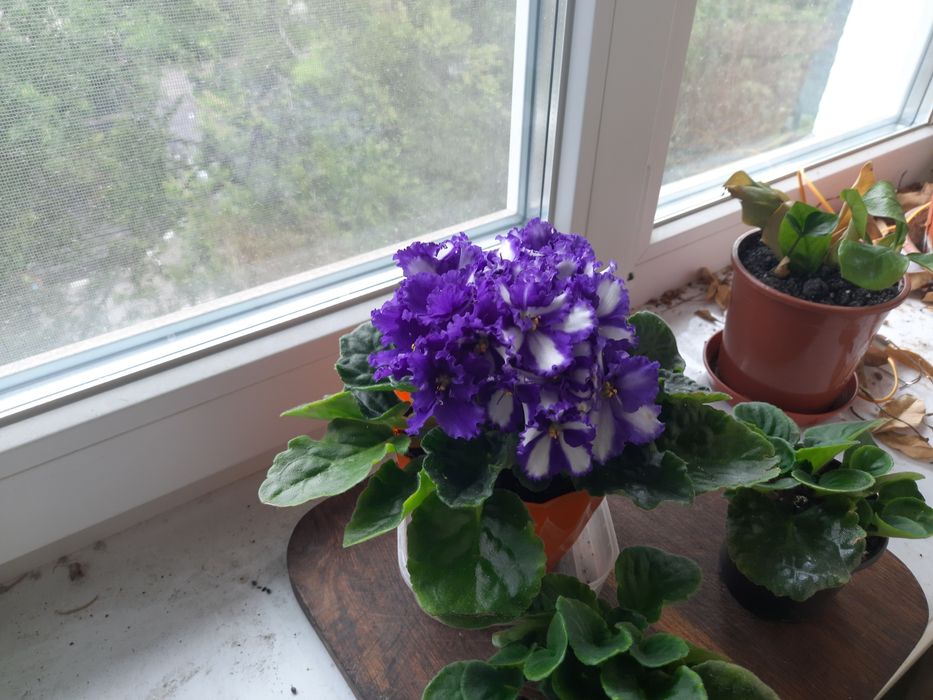 Фіалка Сенполія Київ Обмін чи продаж