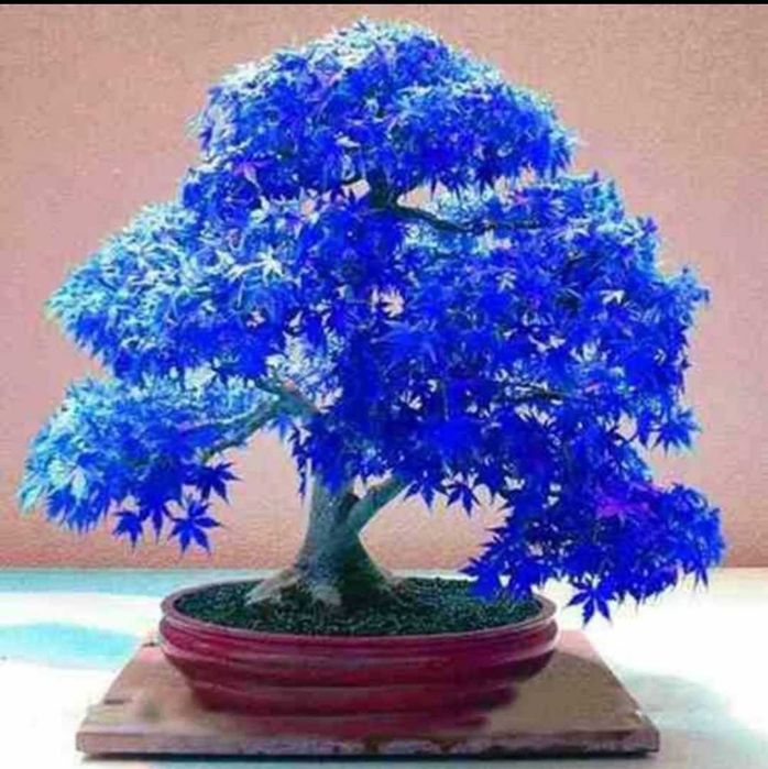 Клён бонсай семена