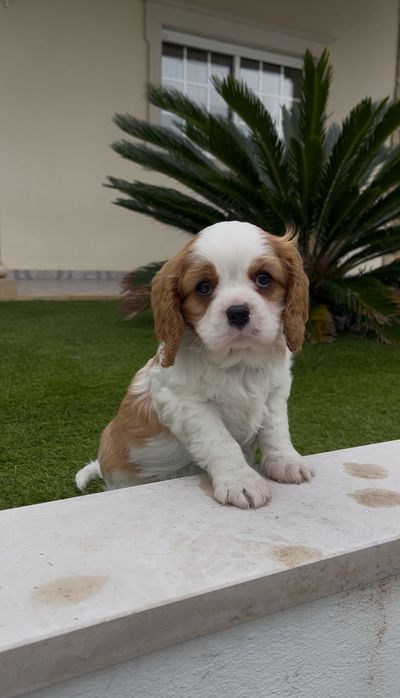 Cavalier king charle macho