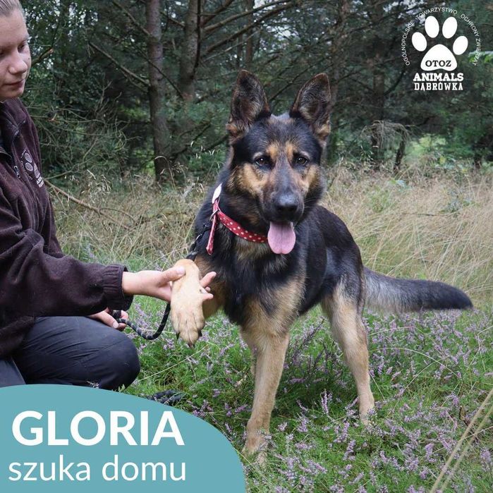 Gloria szuka domu !