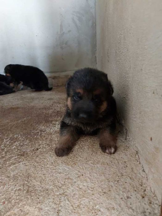 Pastor Alemão cachorro unico disponível Pais com Pedigre.
