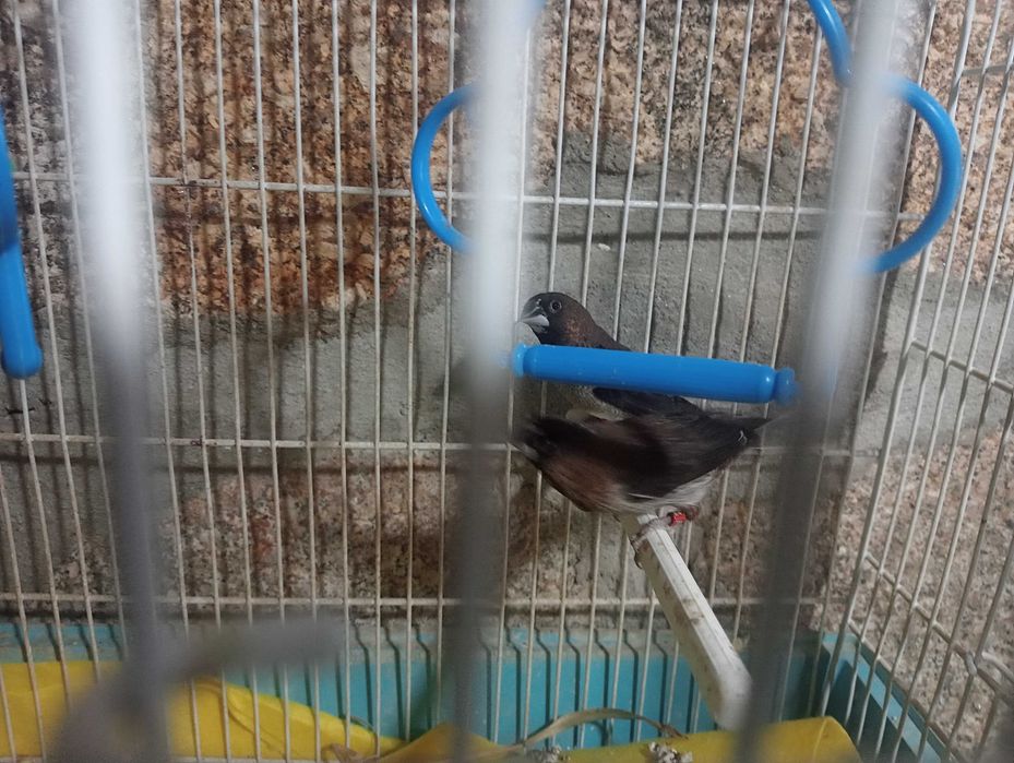 Vendo 2 bengalins fêmeas+ninho