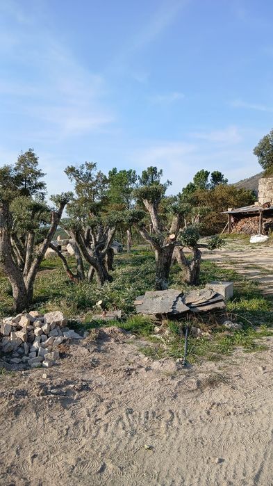 Oliveiras centenárias