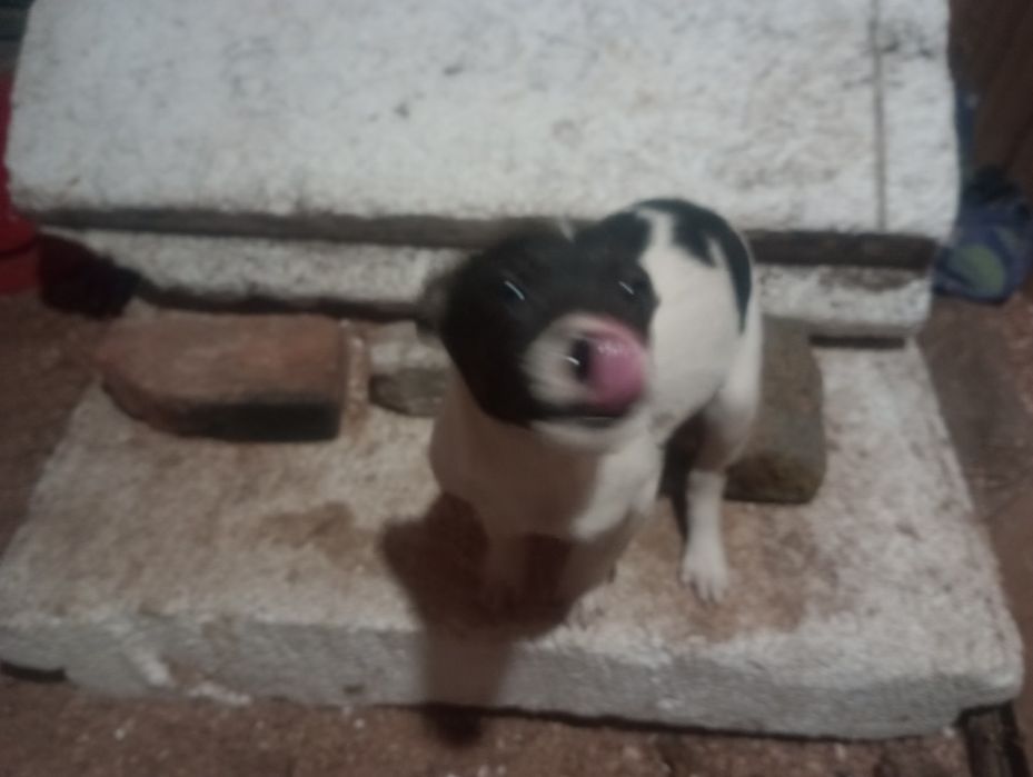 Кобелек небольшого размера 3,5 месяца вакцинирован