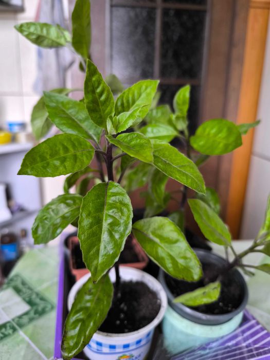 Джинуру листя бога