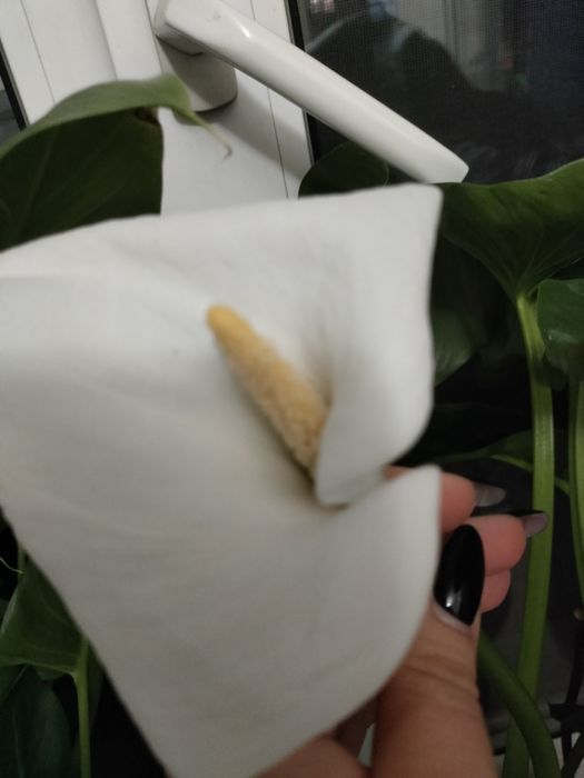 Калла комнатное растение