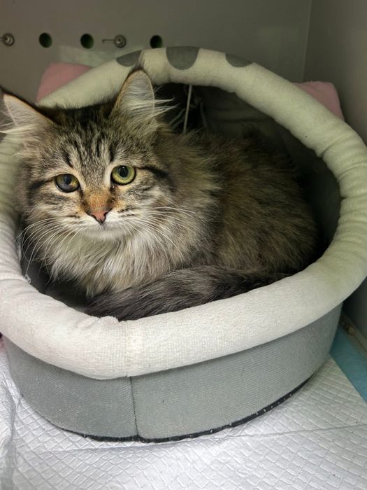 Кішечка кошеня шукає родину