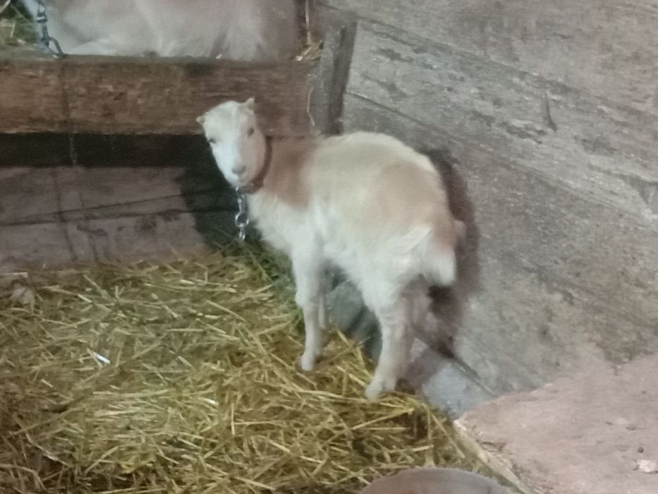 козичка 2м.  безрога