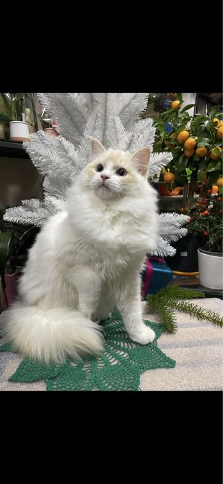 Котёнок, котик, кошеня, регдолл, рэгдолл.