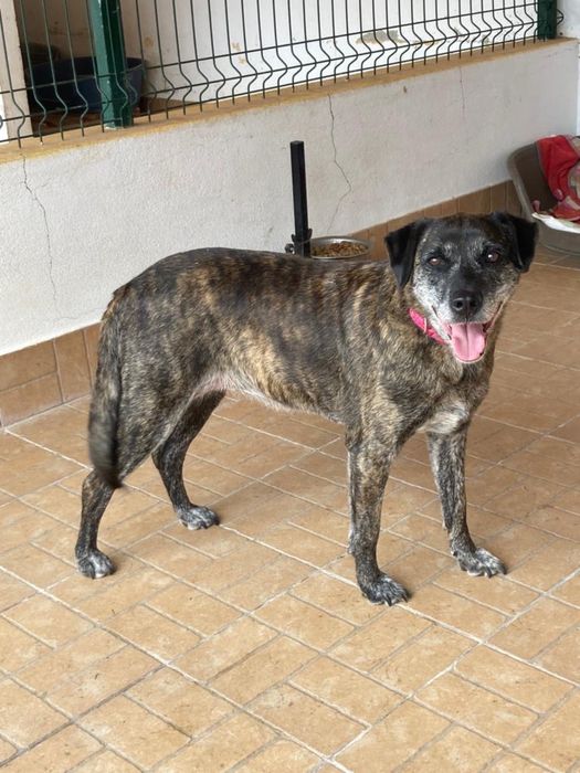 Jane- a cadela mais antiga do abrigo!