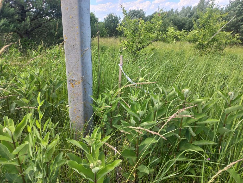 Продам 29 соток в Ясногородці, за страусиною фермою