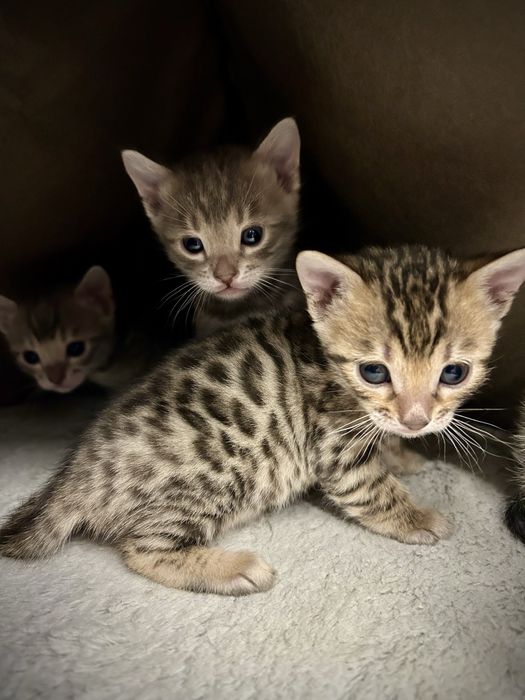 Бенгальские котята