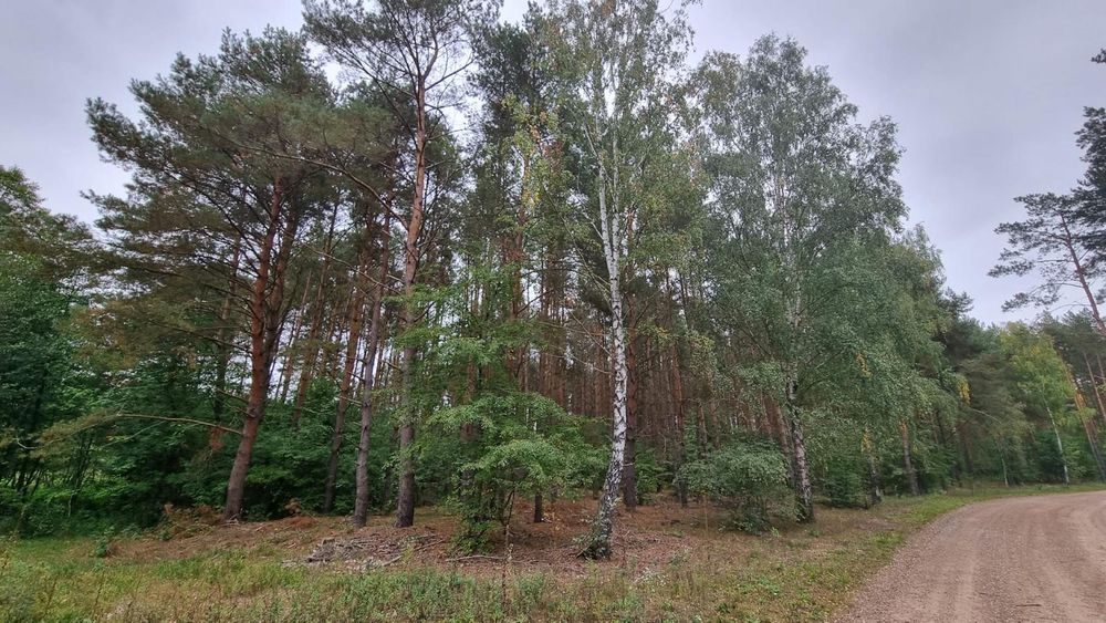 Sprzedam 45-letni LAS 4,5956ha