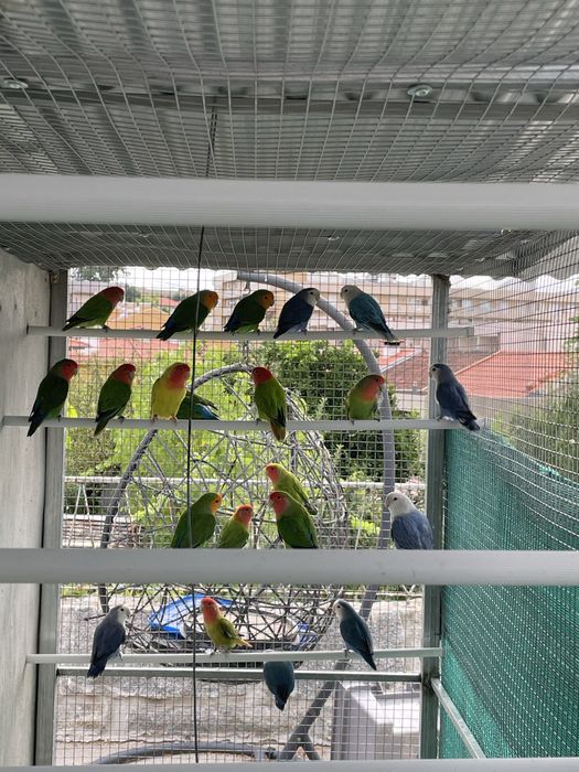 Agapornis roseicollis long