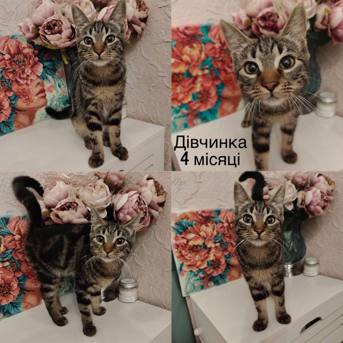 Большой выбор тигровых котят