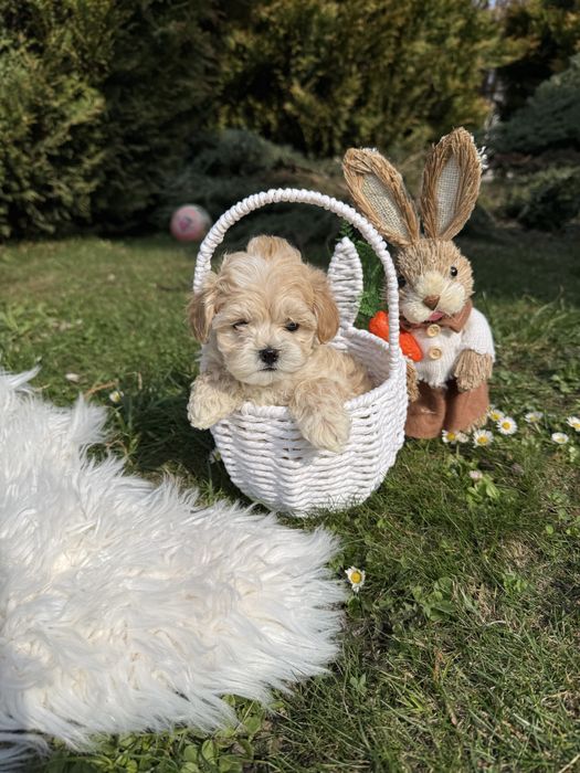 Дуже милі міні мальтіпу закордон