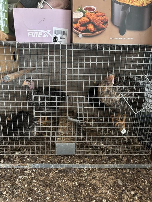 Vendo gaiola mais um trio de pedres bom preco