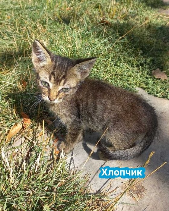 Кошенята, котики, котенята. Віддам в добрі руки.