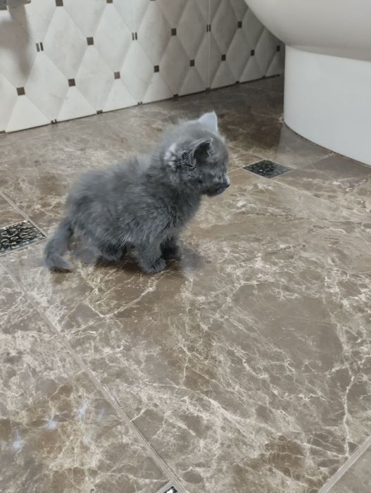 Кошеня Британське