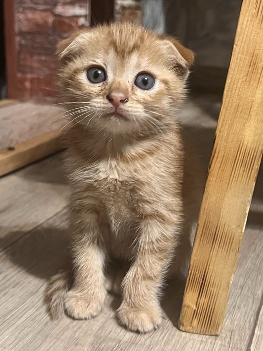 Отдам котят в добрые руки!
