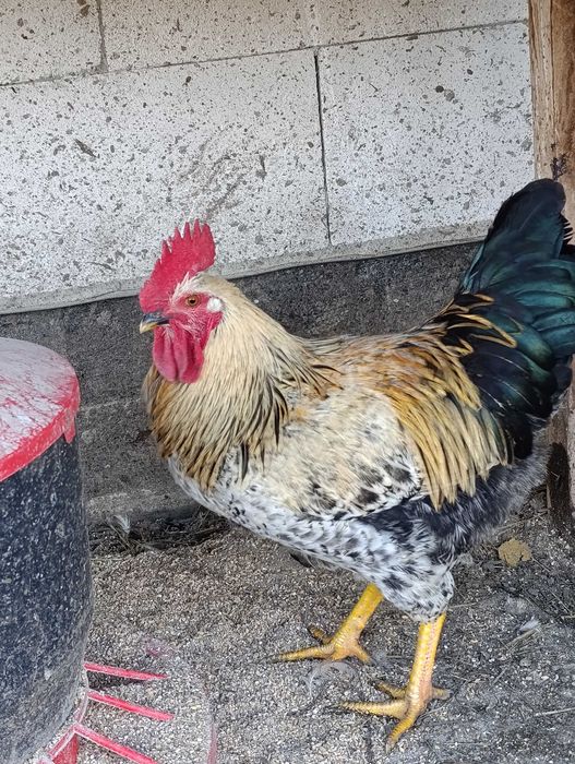 Koguty, kaczki piżmowe