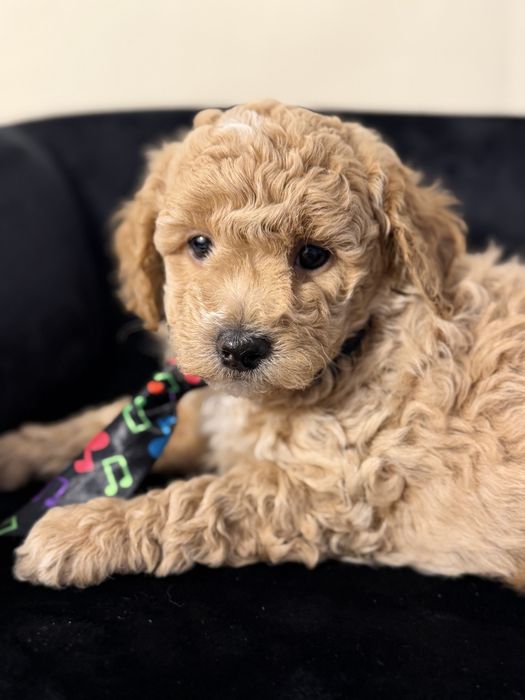 Bichpoo maltipoo