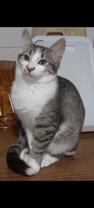 Котята в дрбрые руки