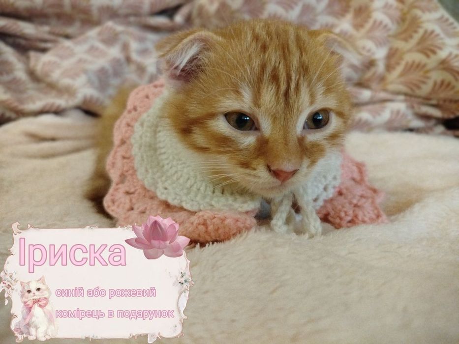 !!Персика забронювали!! висловухі руді кошенята (хлопчик і дівчинка) та їхня світло сіра сестричка в комірцях у подарунок