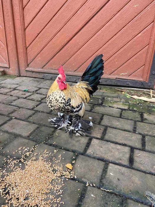 Себрайт, міфлерка та лівенські ситцеві