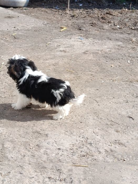 Пропонуємо хлопчики бівер