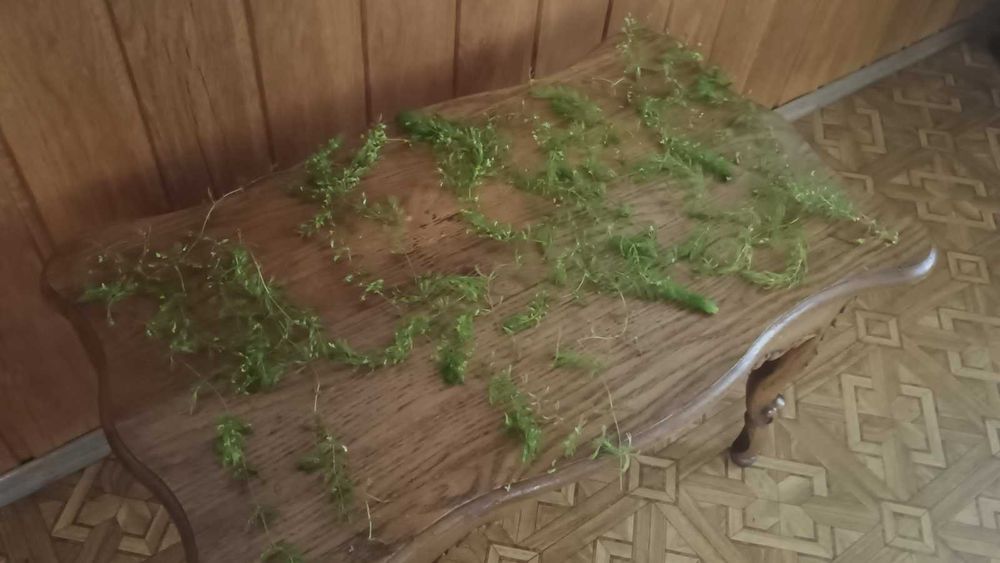 Роголистник - рослина для акваріуму