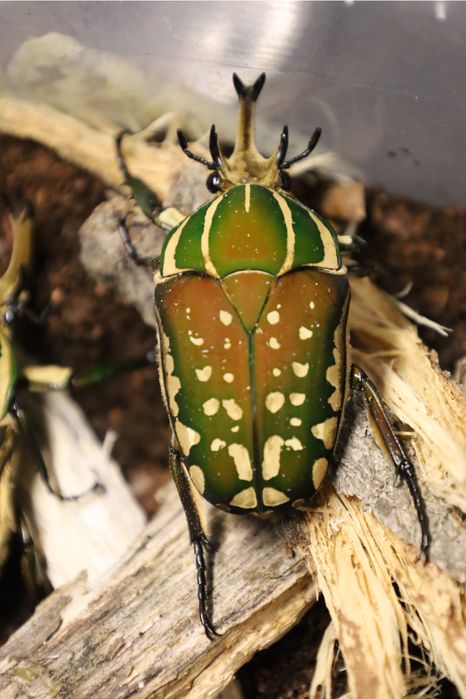 NOWOŚCI Larwy chrząszczy