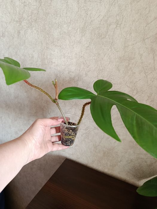 Филодендрон Чешуеносный.