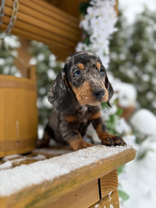 Cudowny piesek jamnik miniaturka blue merle metryka wyprawka