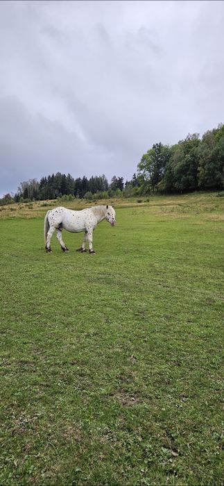 Roczna klacz kolorowa
