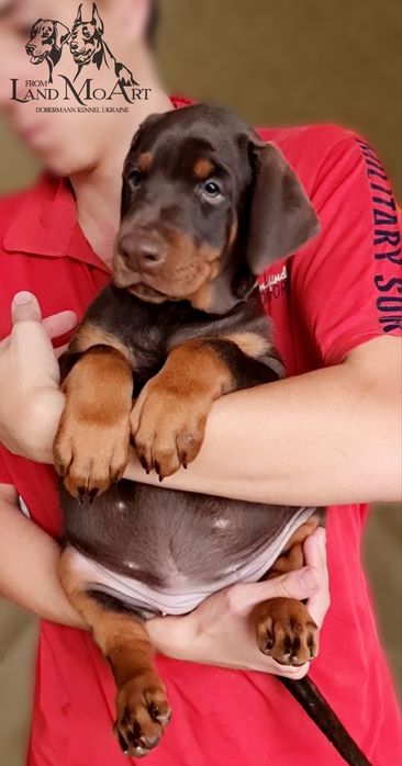 Великолепная яркая шоколадная девочка щенок добермана.