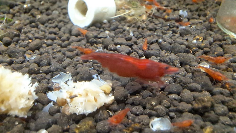 Krewetki Bloody Mary