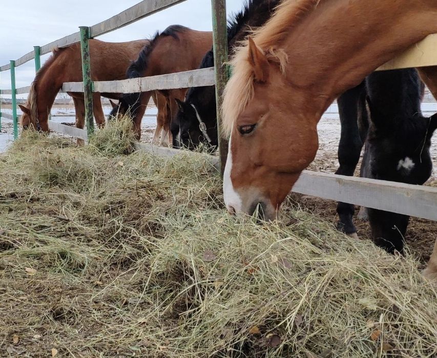 СЕНО В БУДКУ СОБАКАМ в тюках мешках, сіно степное с доставкой.