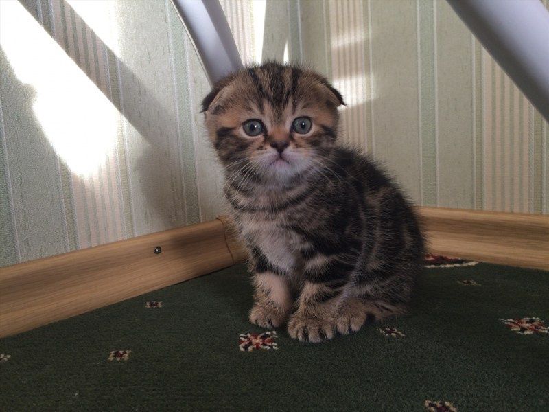 Мраморные вислоухие котята