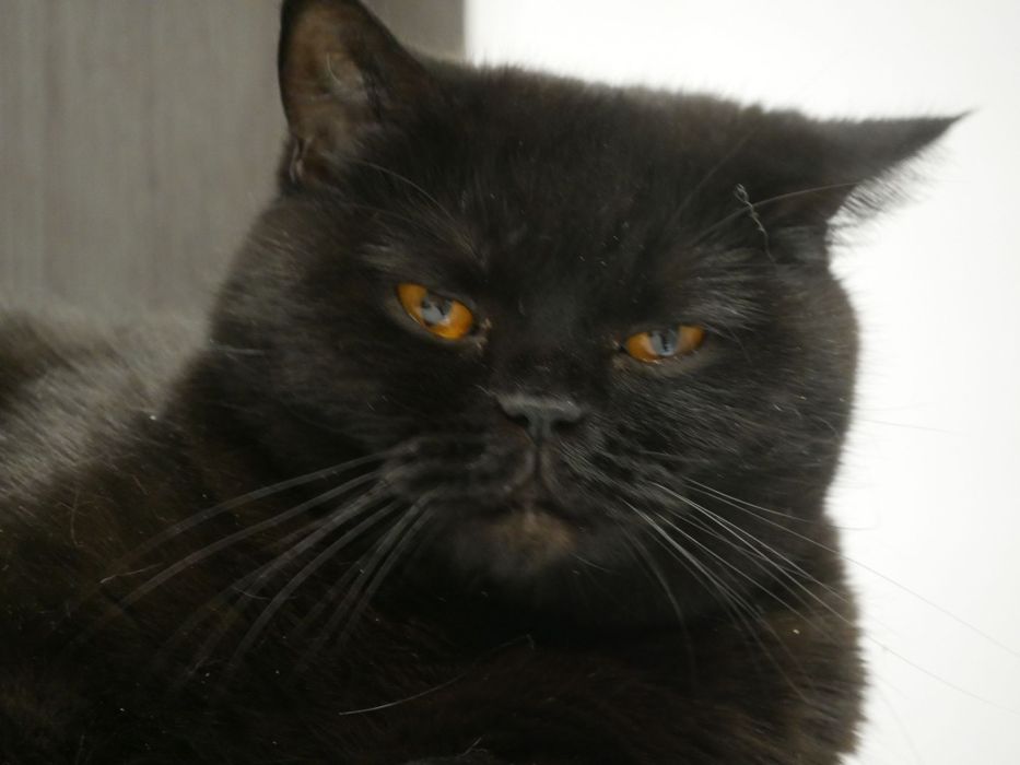 Kocurek brytyjski czarny