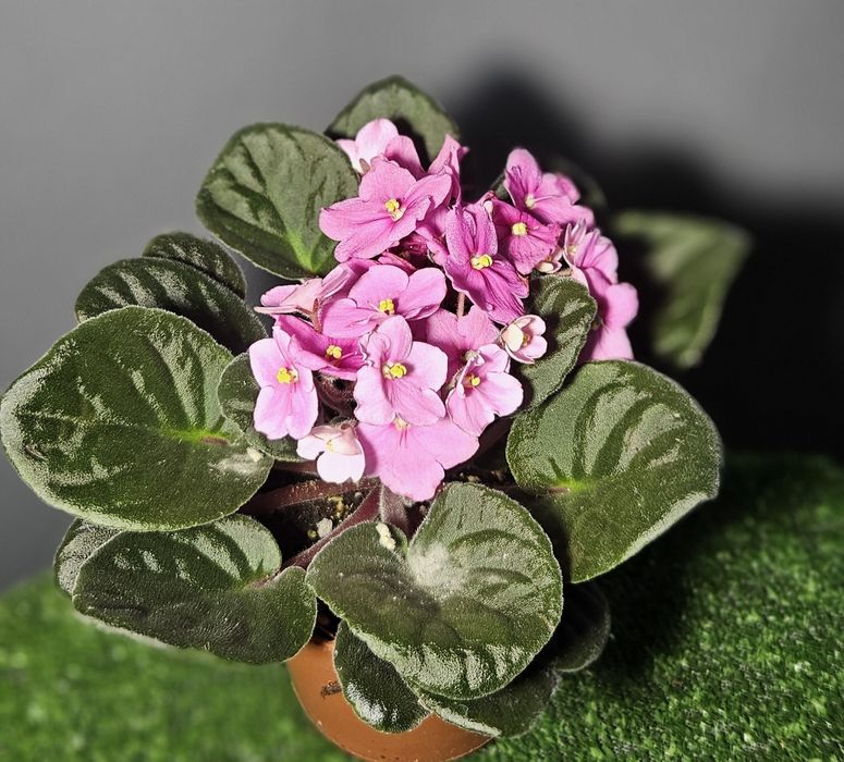 Продам араукарию ,фиалки ,лавровый лист,мини орхидеи, драцены,цикламен