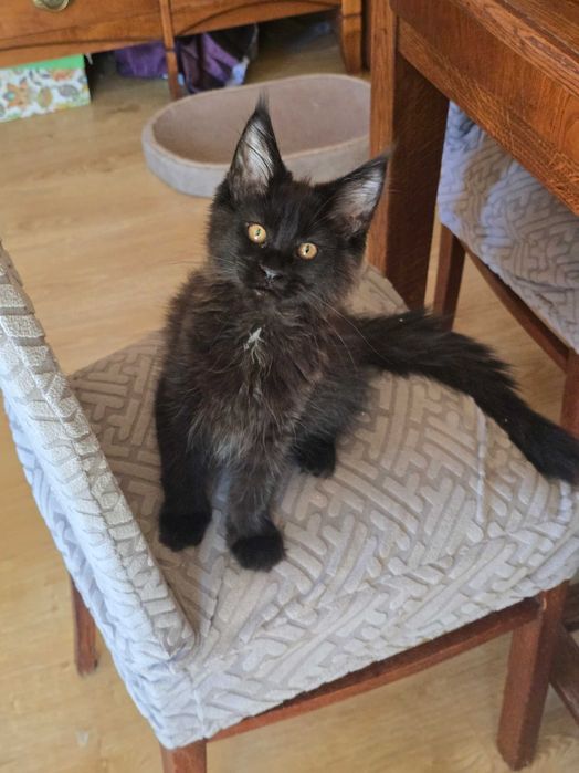 Czarna solidka Maine Coon