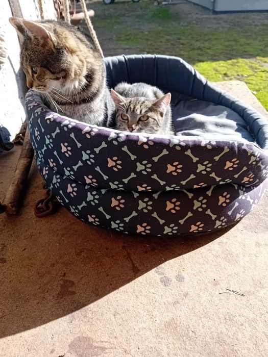Oddam koty łowne