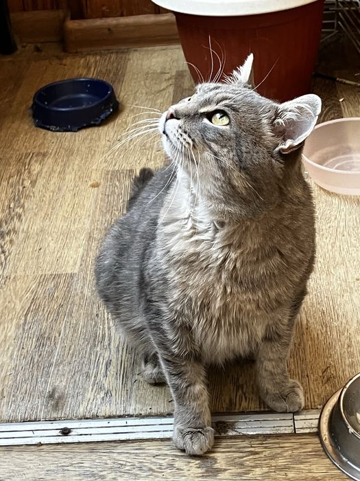 Попелястий Матвій