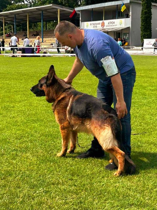 Німецька вівчарка,  дівчинка.