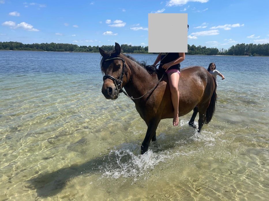 Klacz huculska programowa